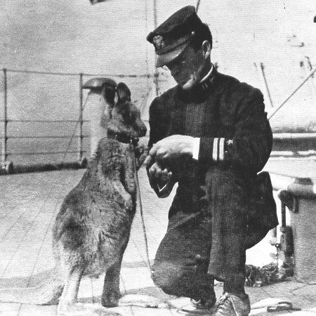 A wallaby on warship