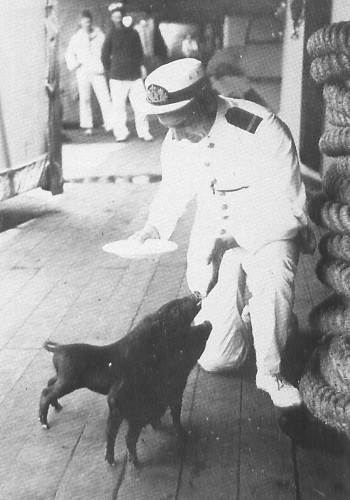 Two boars on Holland warship