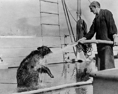 A bear on American warship